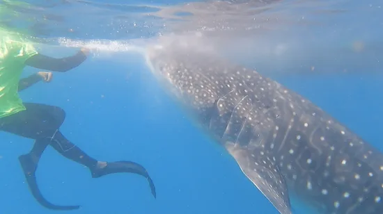 Nami Island+Alpaca+RailBike+Petite+LEGOLAND+Morning Calm PrivateTour