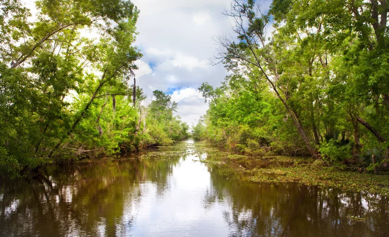 Swamp Boat Cruise with Transportation from New Orleans