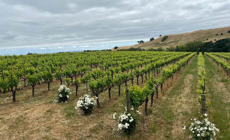 Wine Tasting Tour from San Francisco