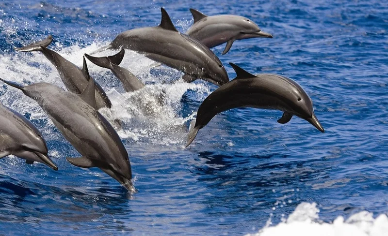 Dolphin Snorkeling Experience in West Oahu