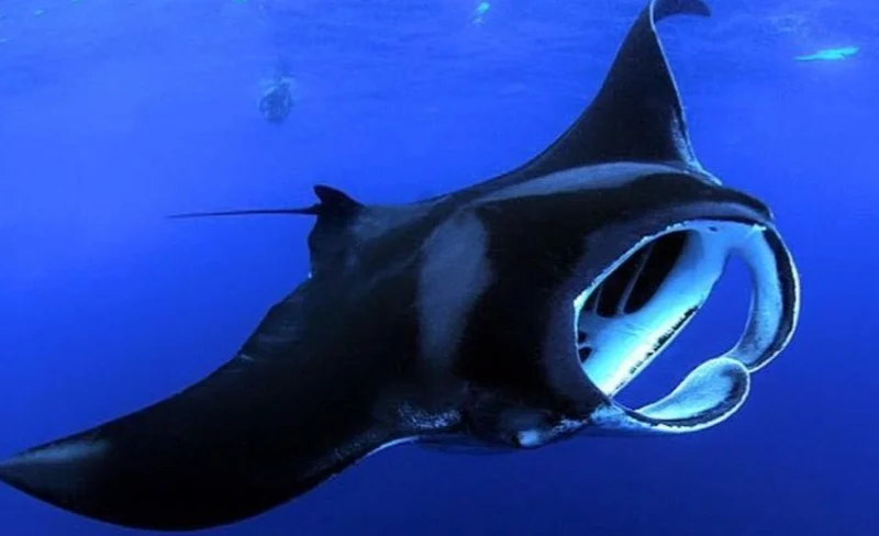 Manta Ray Night Snorkel Experience on Big Island