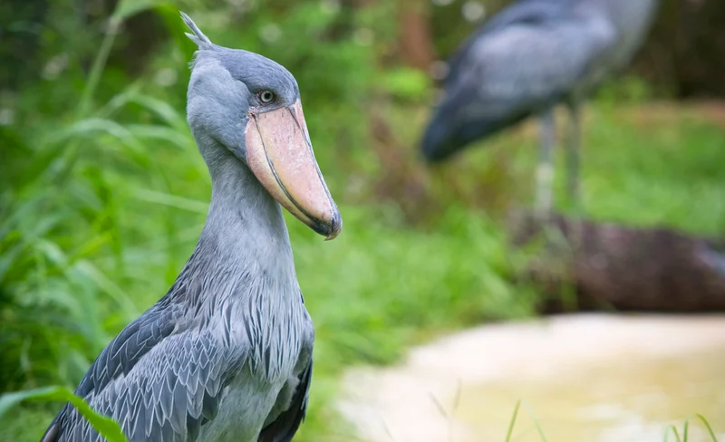 ZooTampa Admission in Tampa