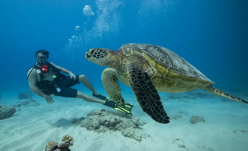 Honolulu Introductory Discovery Diving Experience
