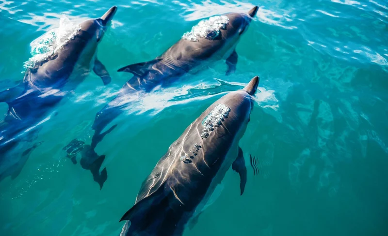 Key West Day Trip from Miami with Optional Activities 7 Key West Day Trip from Miami with Optional Activities