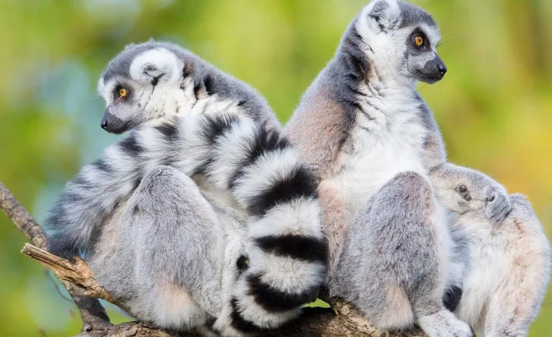 Woodland Park Zoo Ticket