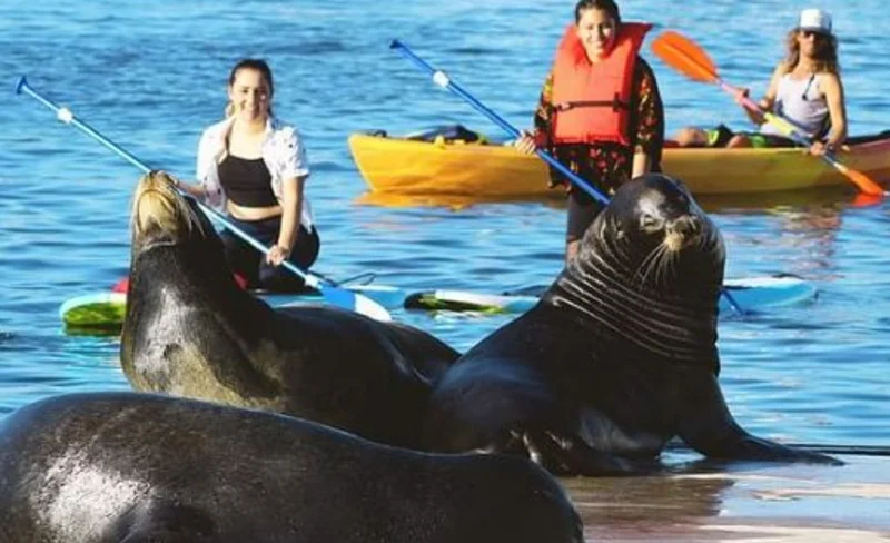 Kayak or Paddleboard with Sea Lions Experience in Marina del Rey
