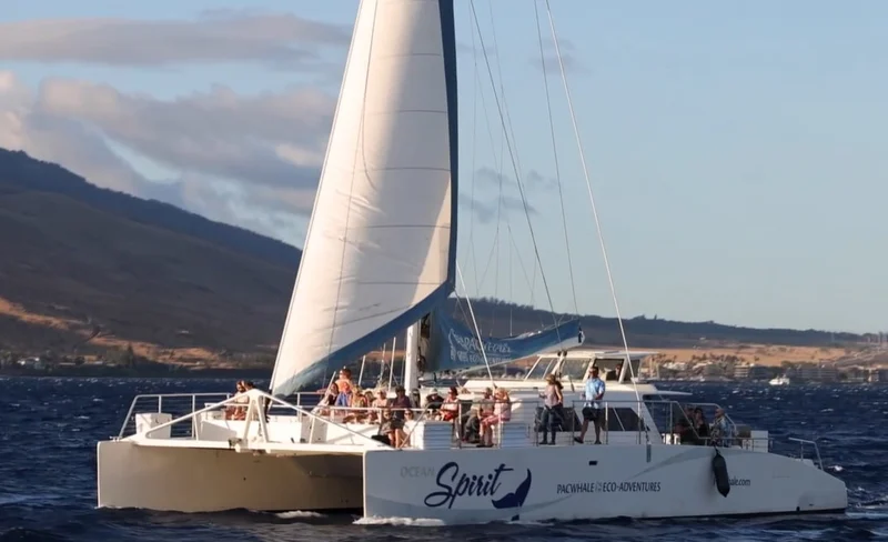 Whale Watching Sail in Maui