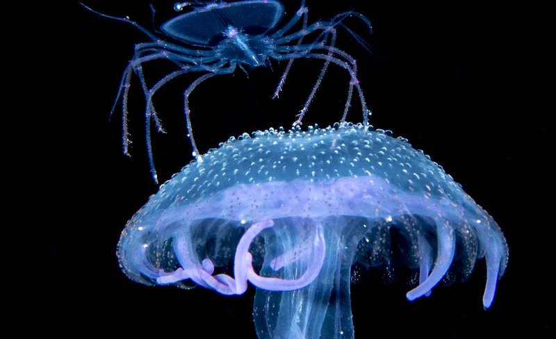 Dive Further, Dive Safer: Hawaii Nitrox eLearning with PADI 5*Center