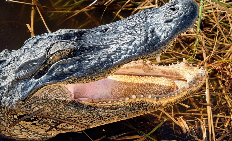 Everglades Adventure with a Dry Walk in Naples