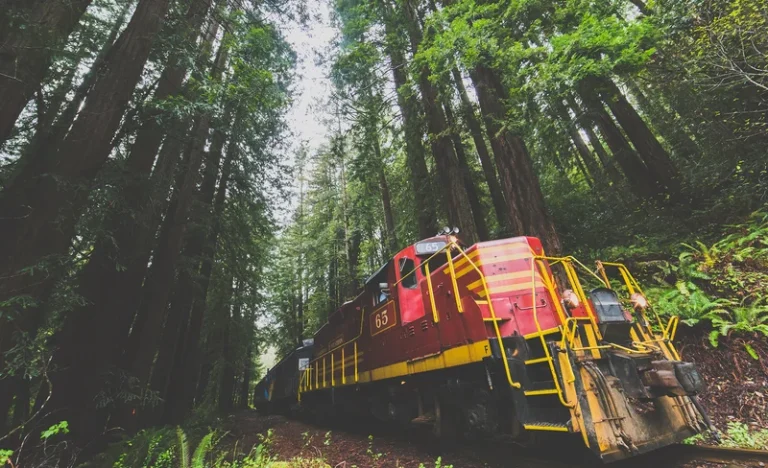 Wolf Tree Turn Scenic Train Tour in Mendocino