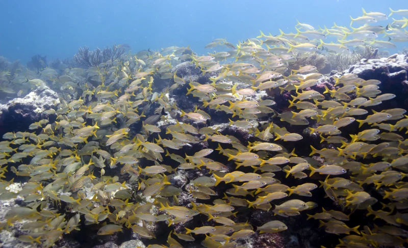 Get Back in Gear: Scuba Refresher in Islamorada with PADI 5* Center