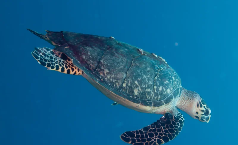 Unlock Paradise: Open Water Diver in Islamorada with PADI 5* Center