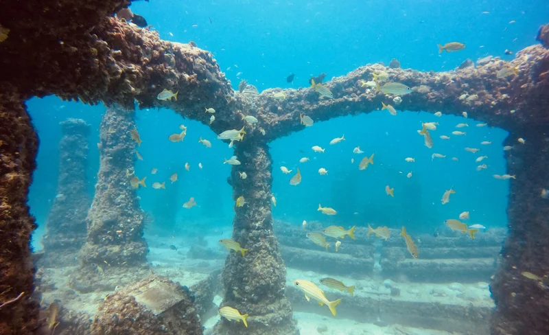 Miami’s Underwater World: Half-Day Snorkeling with PADI Dive Boat