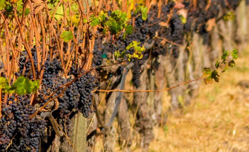 Sonoma and Napa Valley Wine Country Day Tour from San Francisco