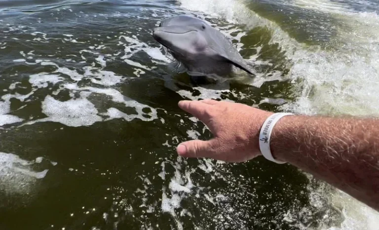 Boat Ride and Biologist Walk Day Tour in Everglades