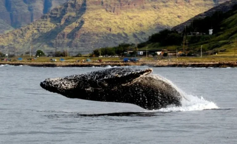 Whale Watching Experience in Kailua-Kona
