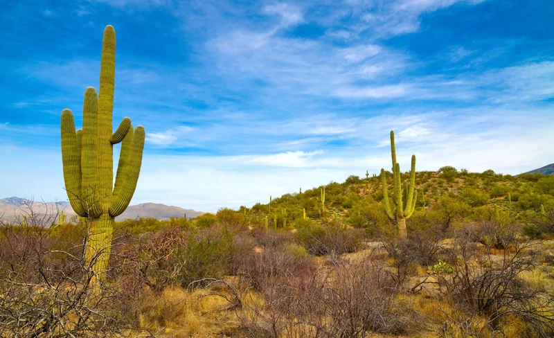 Saguaro East National Park Self Guided Driving Tour