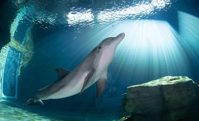 Clearwater Marine Aquarium Ticket