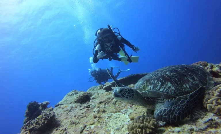 hw17i3lwiogozldaugbq