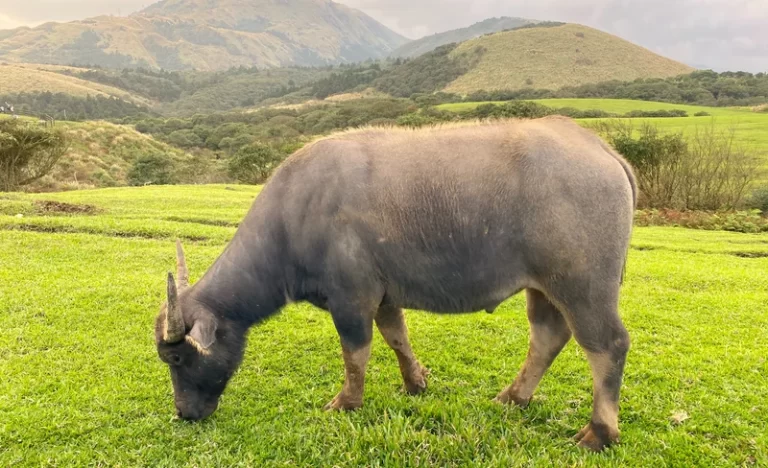 nsv4nsaa3tioqmgxwnyq