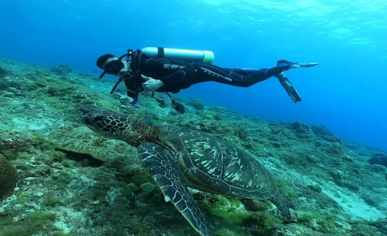 swalfsftofxffacupgz5